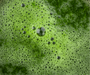 Daily Greens - The Essential
