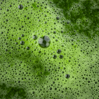 Daily Greens - The Essential