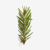 The Evergreen Christmas Tree