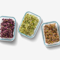 Glass Food Storage Containers