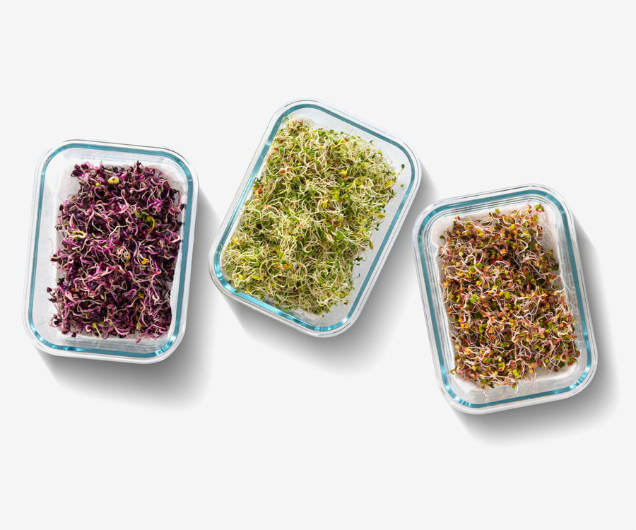 Glass Food Storage Containers