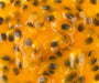 California Passion Fruit - The Essential 