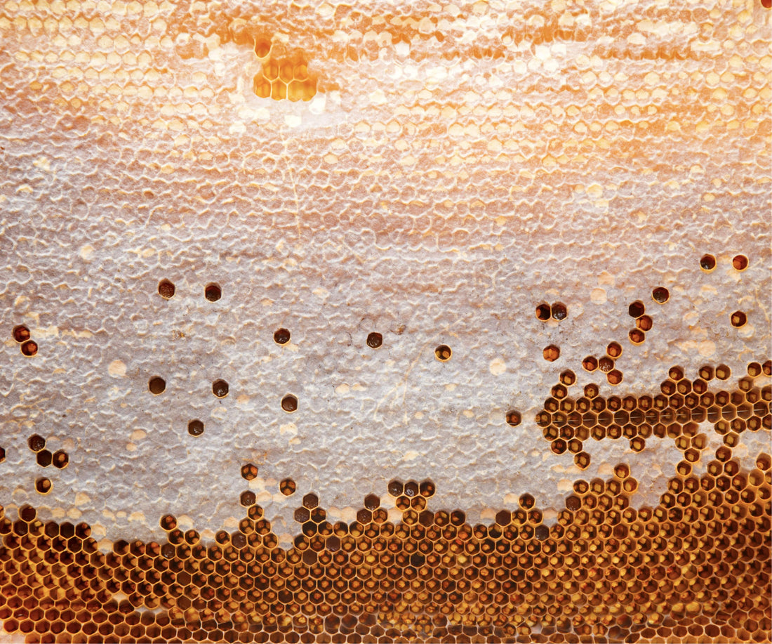Italian Truffle Acacia Honey